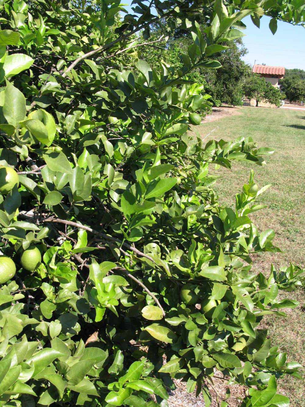              Sun leaves (Todo del Ano, Winter Haven, FL)       